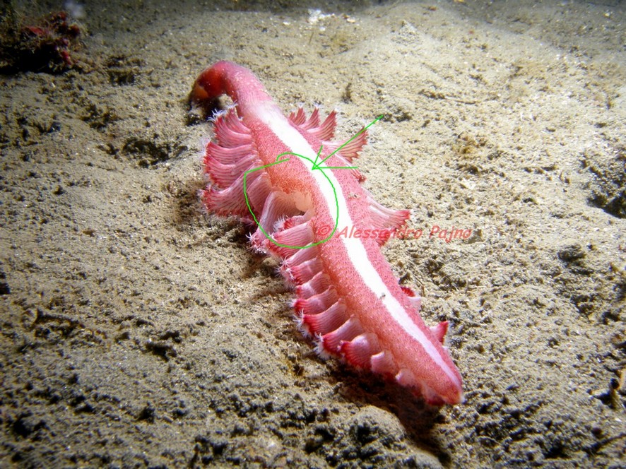 Pennatula rubra ...... con sorpresa