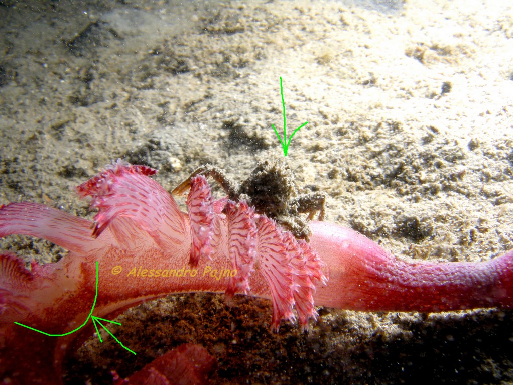Pennatula rubra ...... con sorpresa