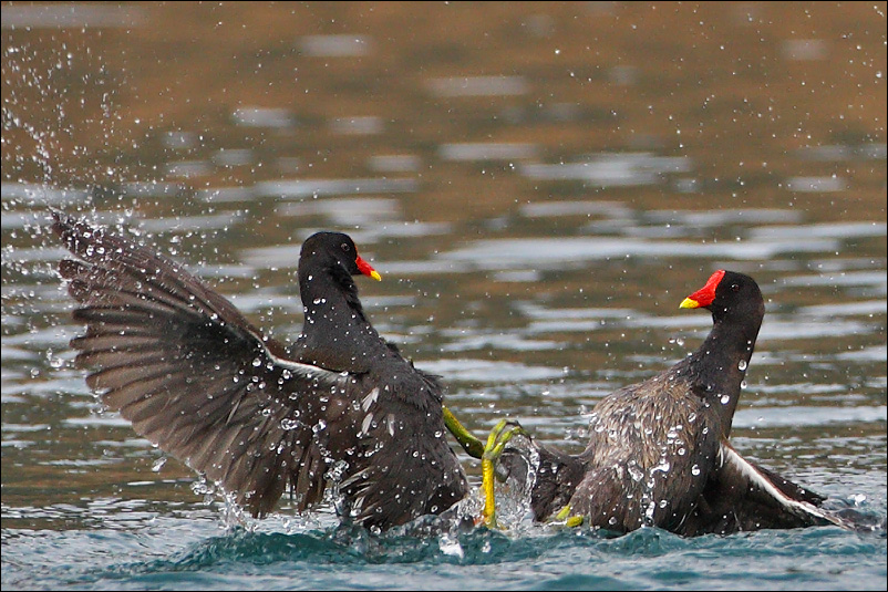 Battaglia navale (Gallinelle d''acqua)