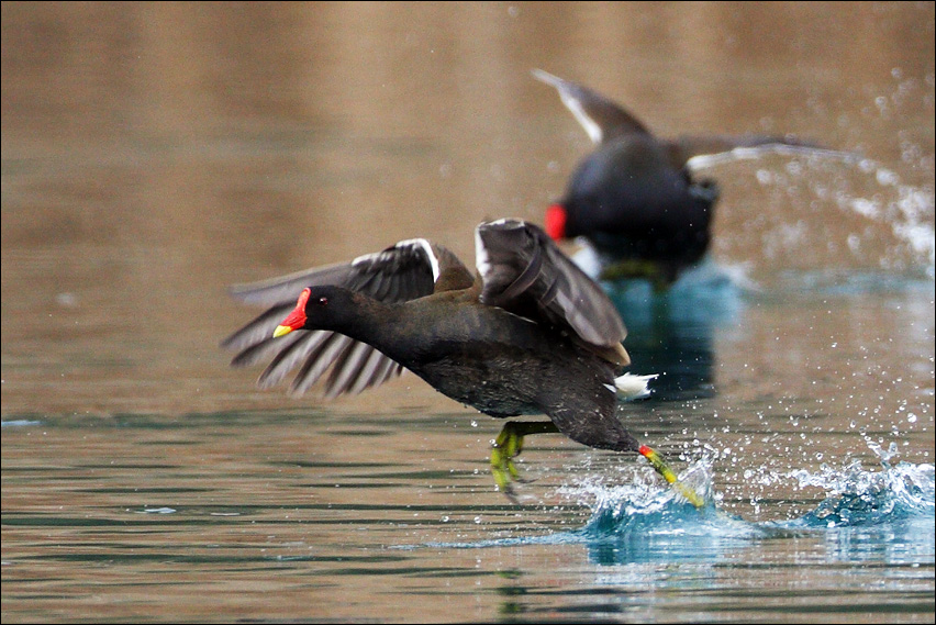 Battaglia navale (Gallinelle d''acqua)