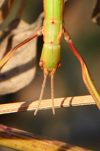 Il mio.... Stecco! (da identificare)