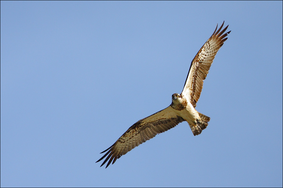 Falco Pescatore [ex Falco Pecchiaiolo]