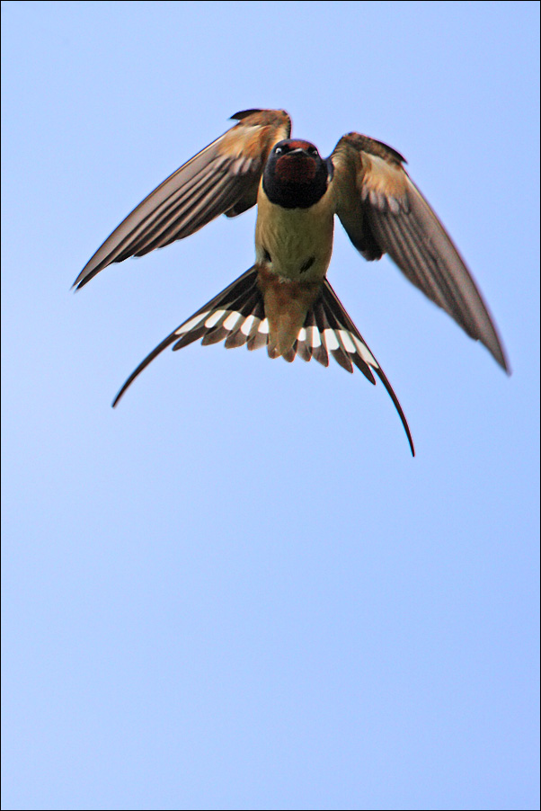 Una rondine... al volo!