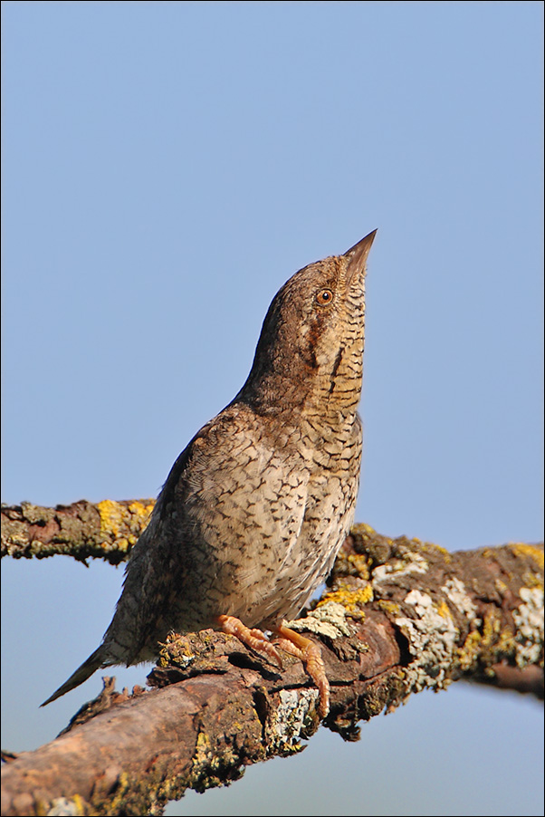 Torcicollo