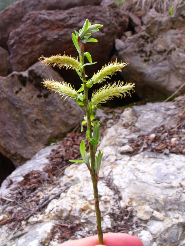 Salix eleagnos ???