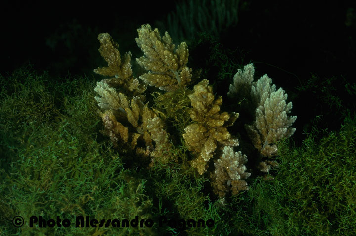 Asparagopsis  sp.