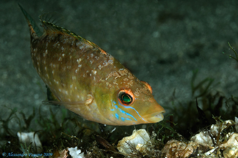 Symphodus cinereus (Bonnaterre, 1788)