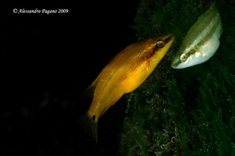 Symphodus ocellatus in livrea arancione ?