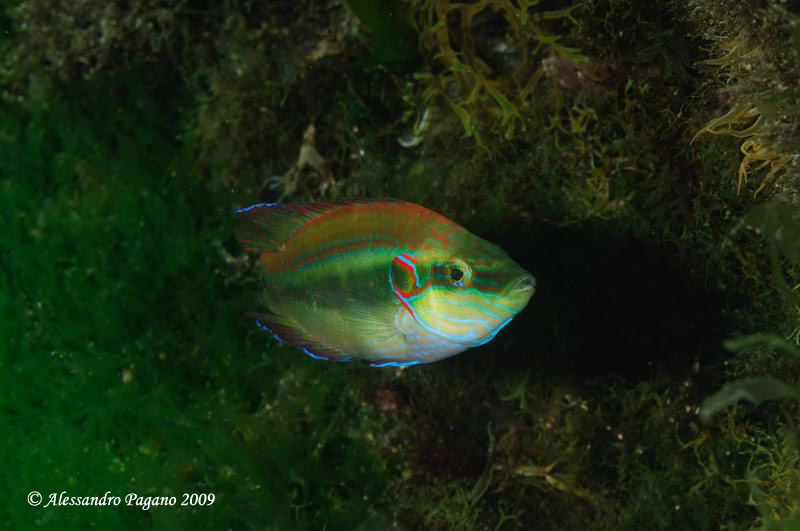 Symphodus ocellatus in livrea arancione ?