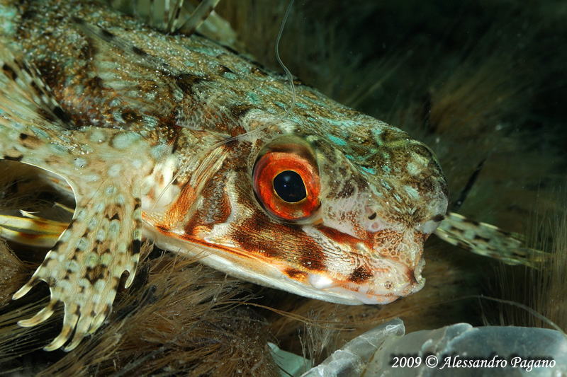 Dactylopterus volitans / pesce civetta