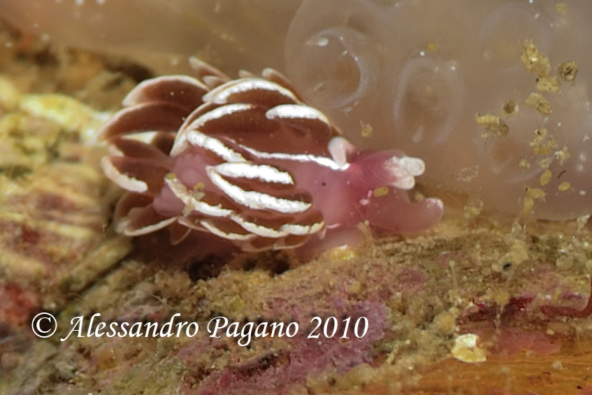 Facelinopsis marioni