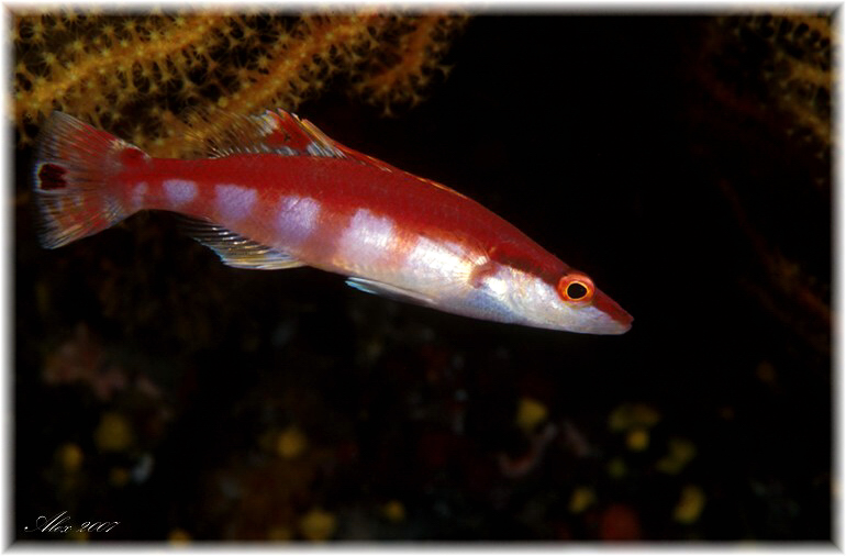 Lappanella fasciata - Tordo canino