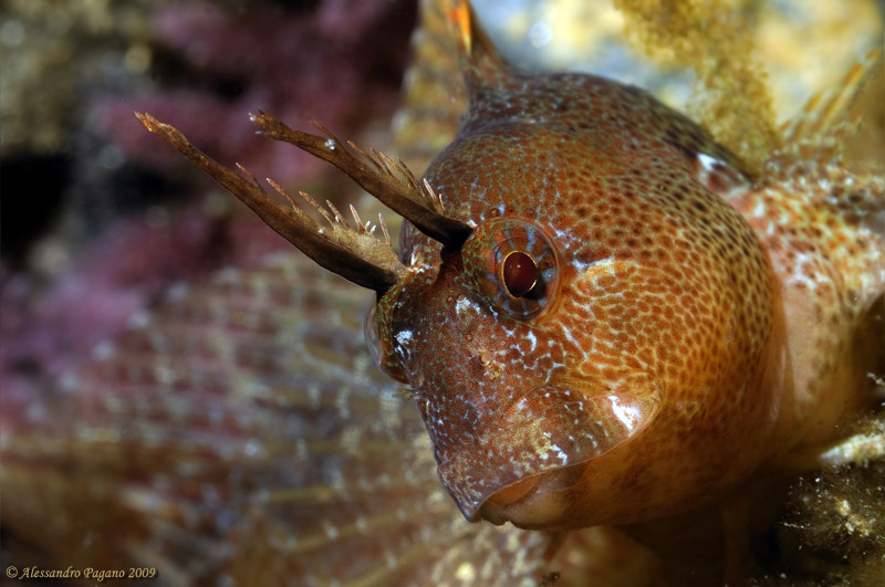 Parablennius tentacularis