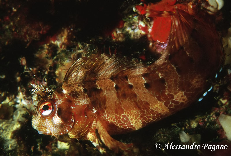 Piccolo blennide (Parablennius gattorugine)