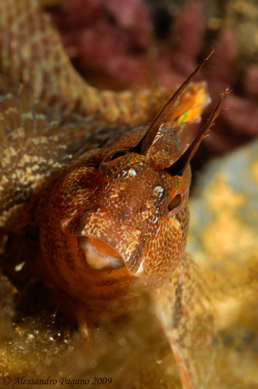 Piccolo blennide (Parablennius gattorugine)