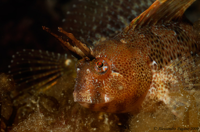 Parablennius tentacularis