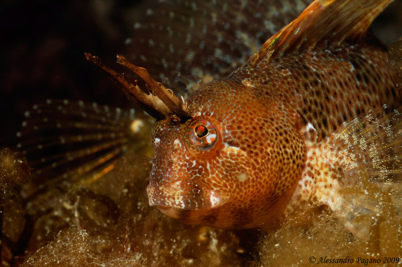 Piccolo blennide (Parablennius gattorugine)