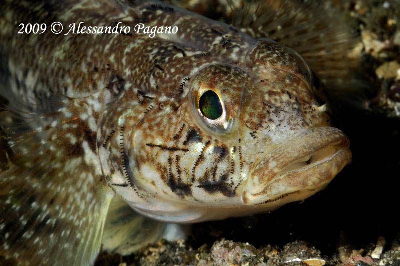 Gobius???