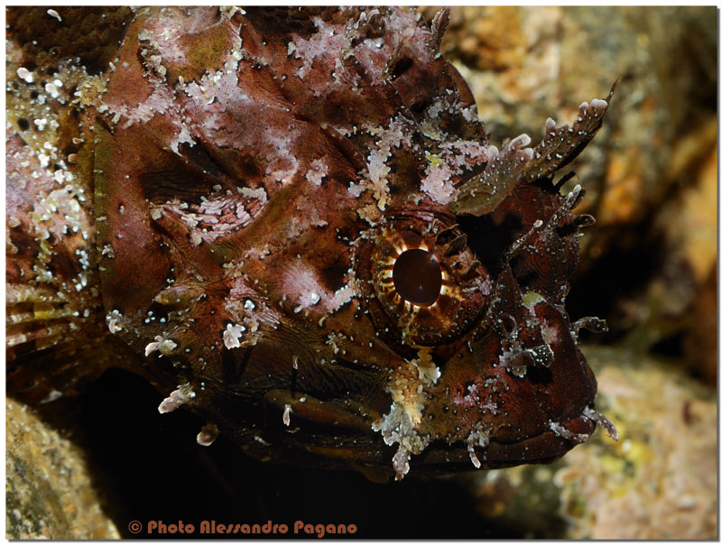 Scorpaena porcus