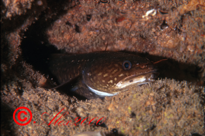 Gaidropsarus mediterraneus