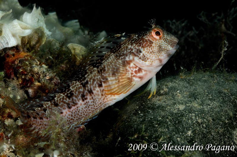 Parablennius pilicornis
