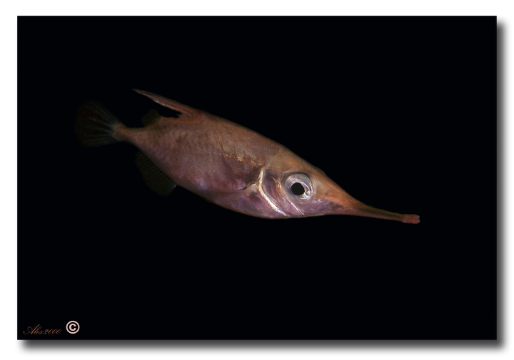 Macroramphosus scolopax (Linnaeus, 1758)