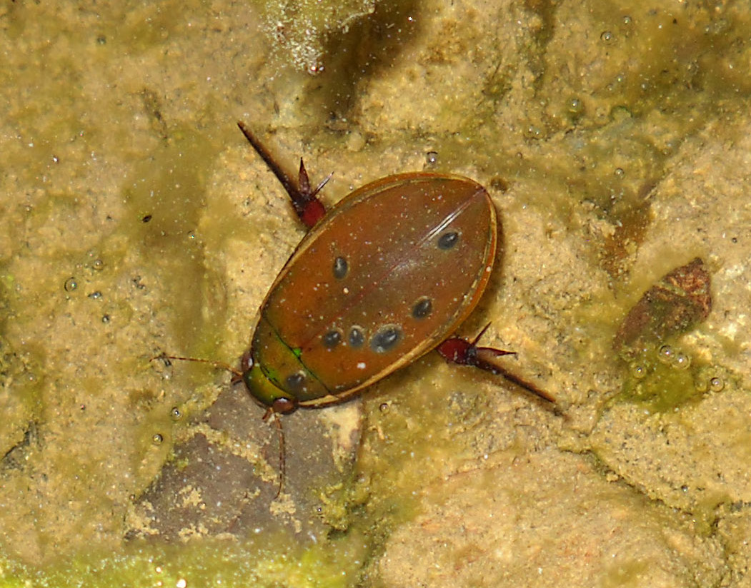 Cybister lateralimarginalis, Sardegna