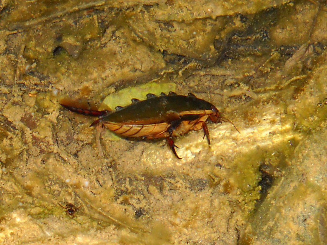 Cybister lateralimarginalis, Sardegna