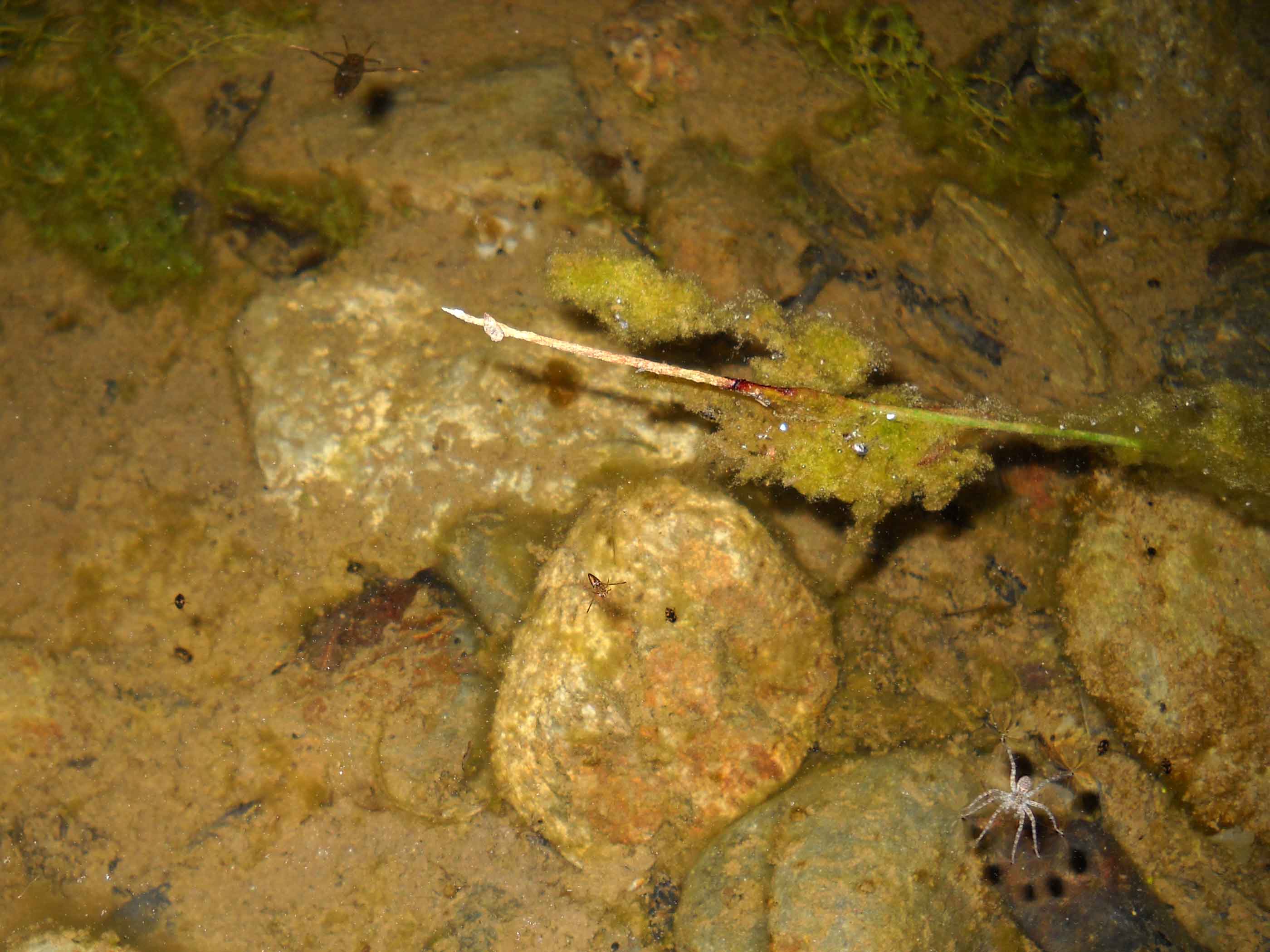 Cybister lateralimarginalis, Sardegna