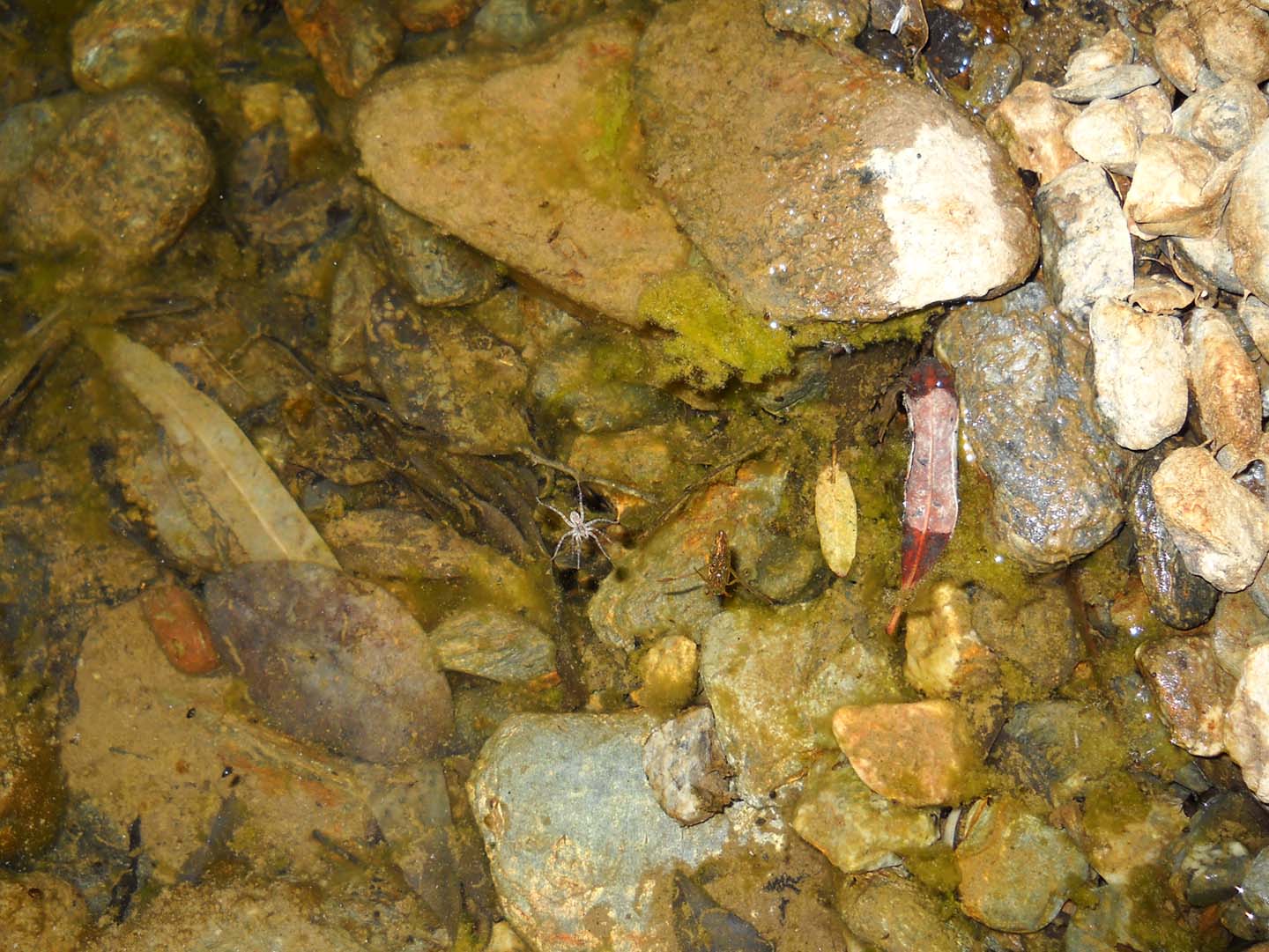 Cybister lateralimarginalis, Sardegna