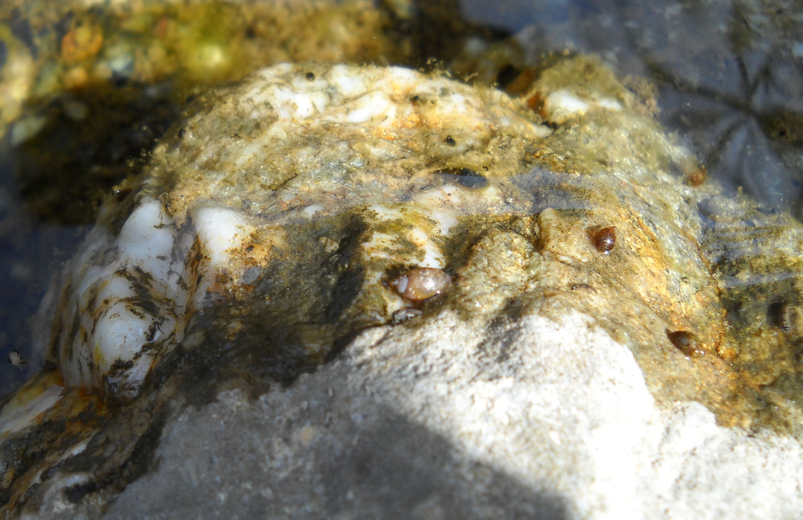 Cybister lateralimarginalis, Sardegna