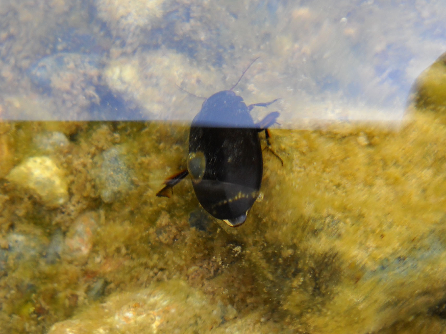 Cybister lateralimarginalis, Sardegna