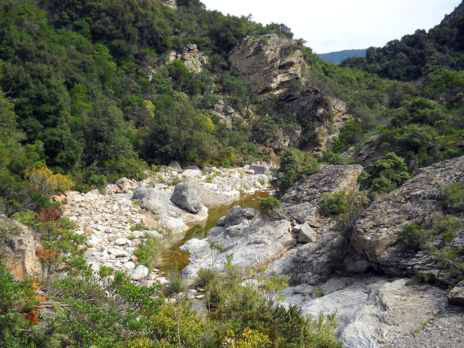 Cybister lateralimarginalis, Sardegna