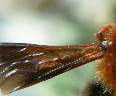 Chalicodoma sicula F (Apidae Megachilinae)