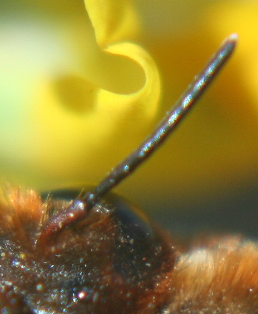 Chalicodoma sicula F (Apidae Megachilinae)