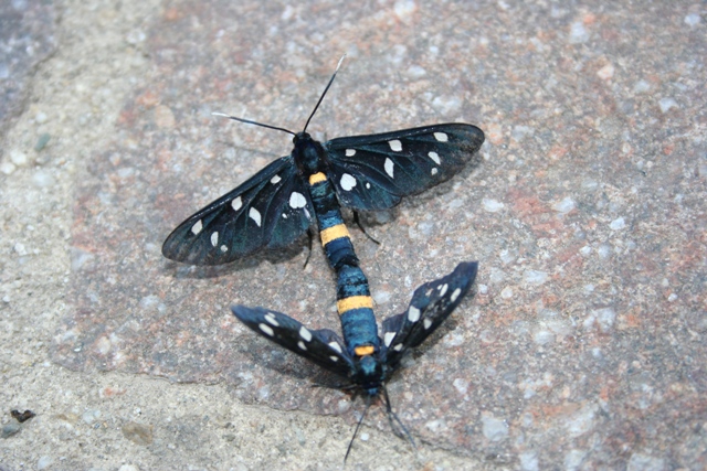 Lepidotteri da identificare - Amata ragazzii