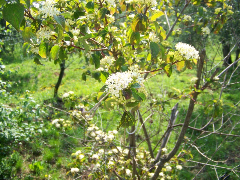 Cornus sanguinea