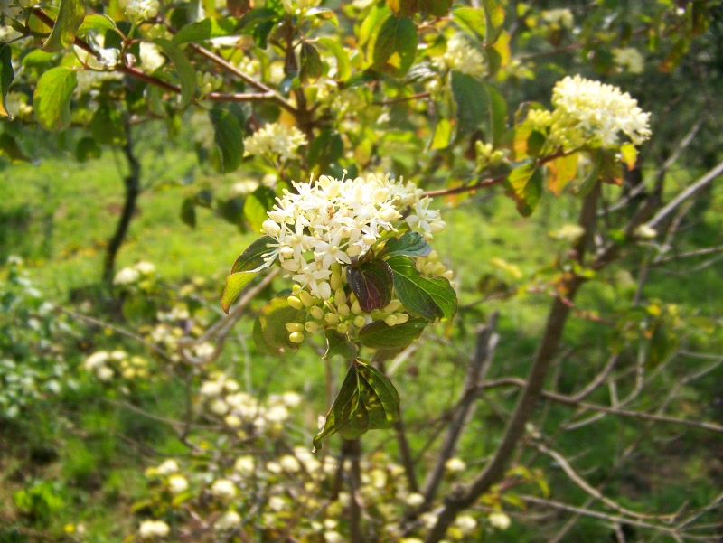 Cornus sanguinea