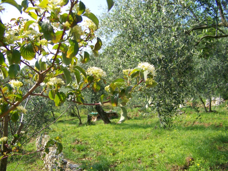 Cornus sanguinea