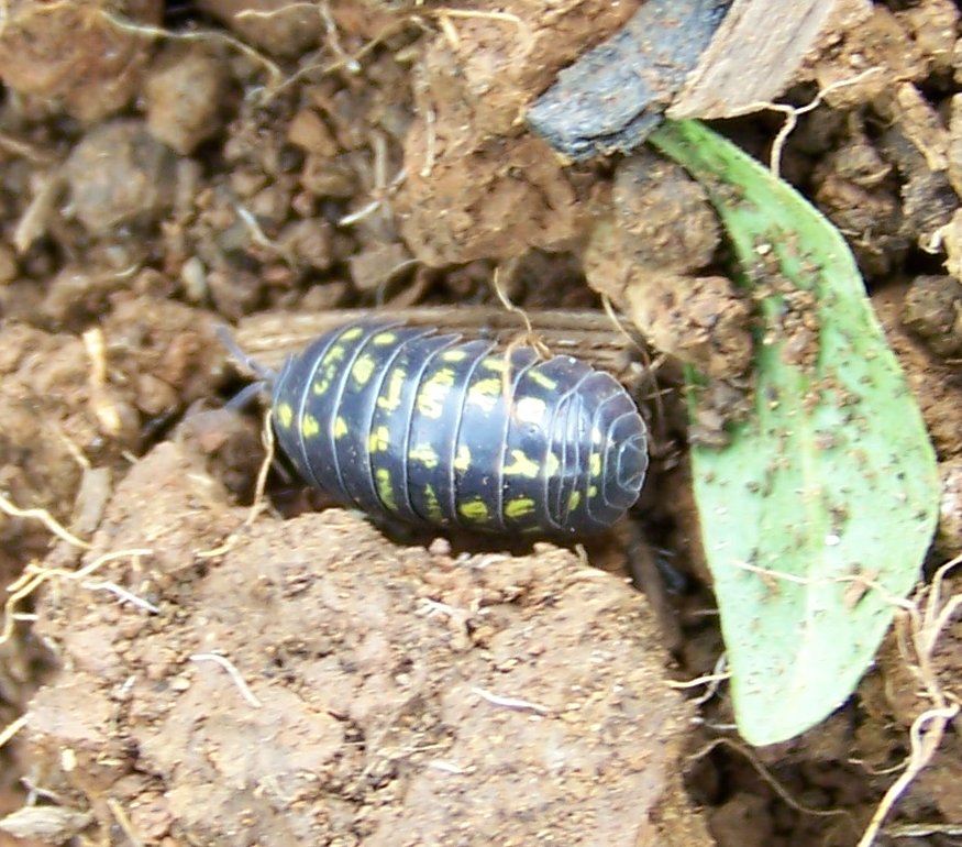 Armadillidium vulgare