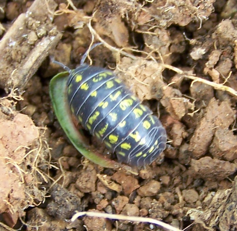 Armadillidium vulgare