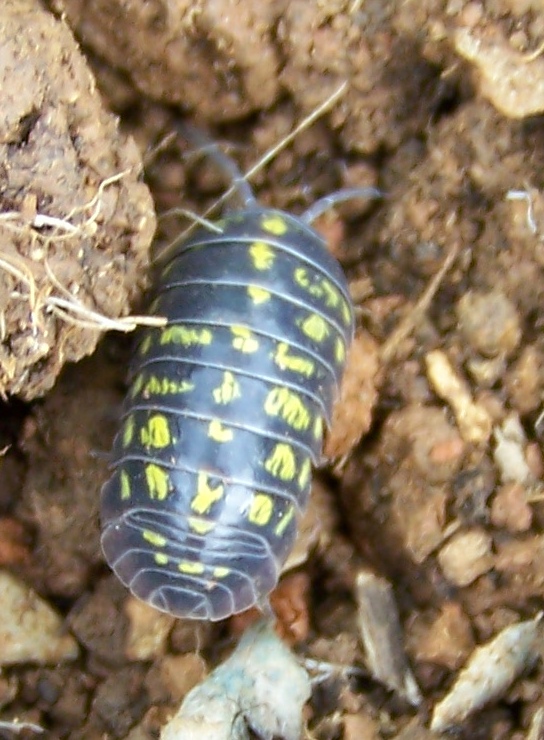 Armadillidium vulgare