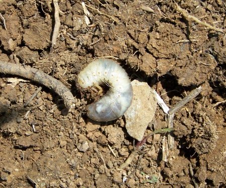 Larva di coleottero: Oryctes nasicornis (Dynastidae)