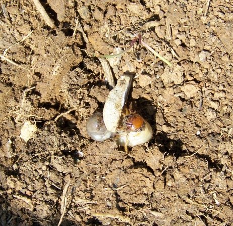 Larva di coleottero: Oryctes nasicornis (Dynastidae)