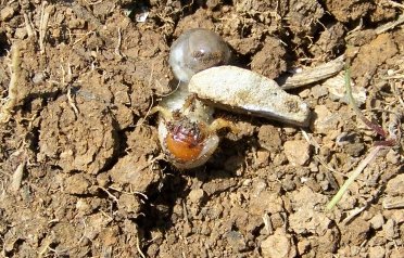 Larva di coleottero: Oryctes nasicornis (Dynastidae)