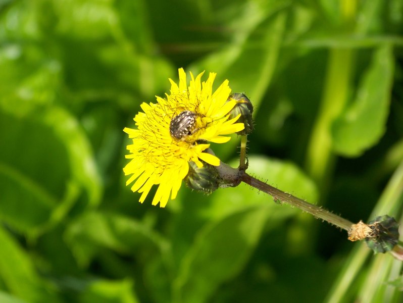 Coleottero(?) da identificare