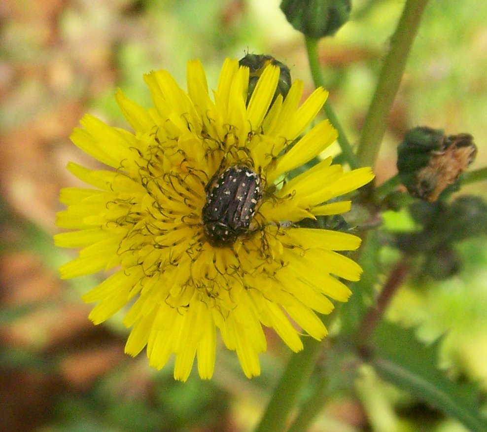 Coleottero(?) da identificare