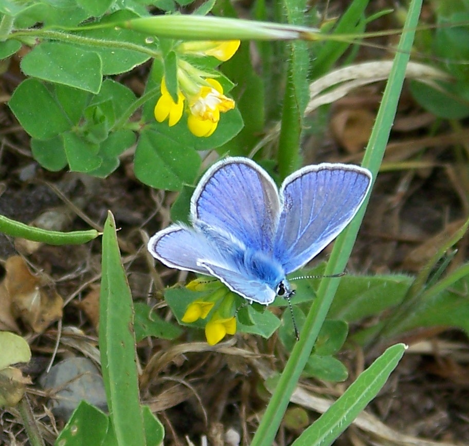 Polyommatus icarus