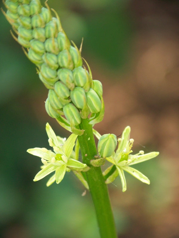 Fiore bianco (spiga) . - Ornithogalum pyrenaicum