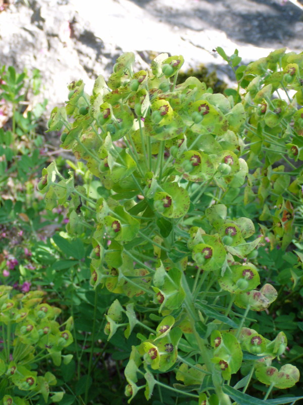 Euphorbia characias / Euforbia cespugliosa